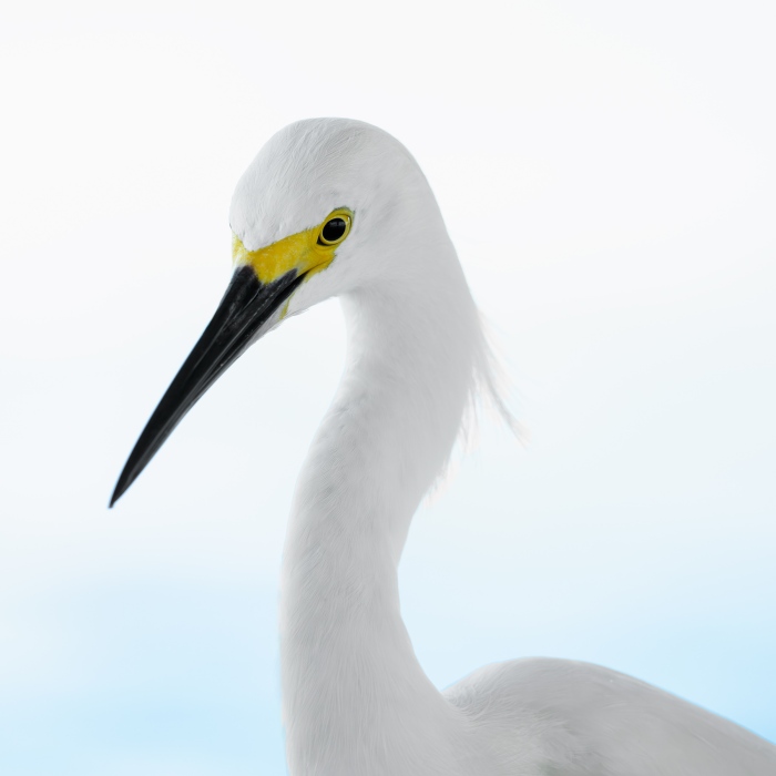 Snowy-Egret-2400-in-shade-of-pier-_DSC8977-Fort-DeSoto-Park-Tierra-Verde-FL-Enhanced-NR