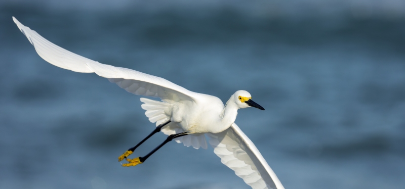 Snowy-Egret-3200-flight-pano-_DSC6436-Indian-Lake-Estates-FL-Enhanced-NR