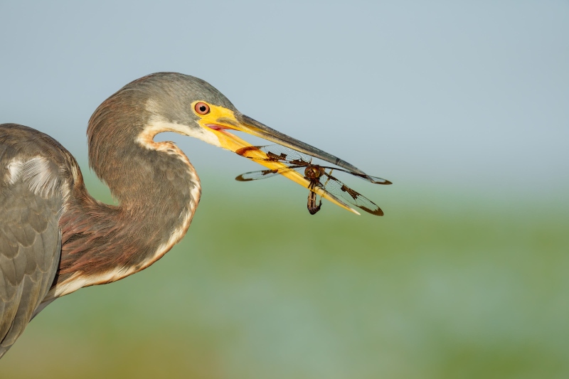 Tricolored-Heron-3200-for-blog-with-Prince-Baskettail-Epitheca-princeps-SONY_ILCE-1_124723200-124832702_1134-Indian-Lake-Estates-FL-Enhanced-NR