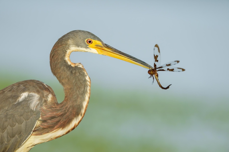 Tricolored-Heron-with-dragonfly-3200-SONY_ILCE-1_110288896-110397974_1003-Indian-Lake-Estates-FL-Enhanced-NR