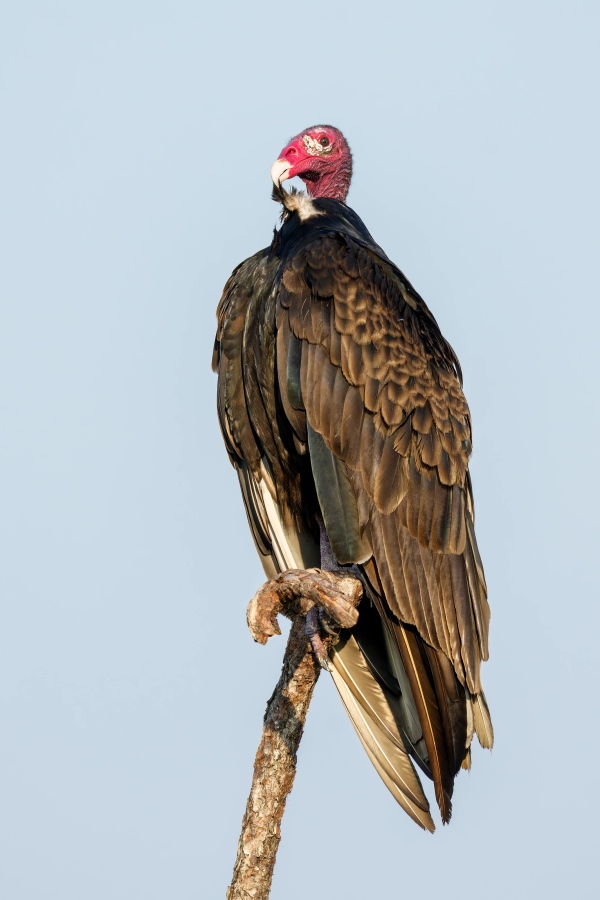 Turkey-Vulture-3200-preening-neck-feathers-_DSC5714-Indian-Lake-Estates-FL-Enhanced-NR