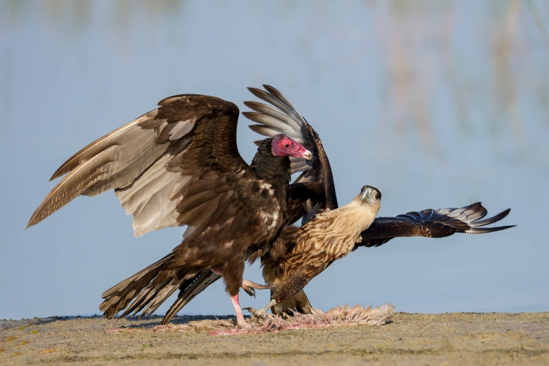 Turkey-Vulture-Crested-Caracara-3200-squabbling-over-carcass-_DSC8193-Indian-Lake-Estates-FL-Enhanced-NR