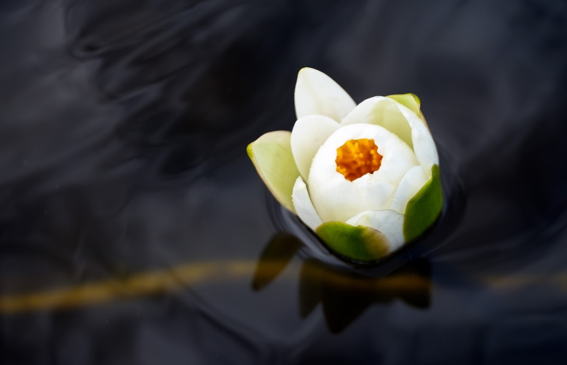 Water-Lily-3200-blossom-opening-_DSC8702-Indian-Lake-Estates-FL-Enhanced-NR
