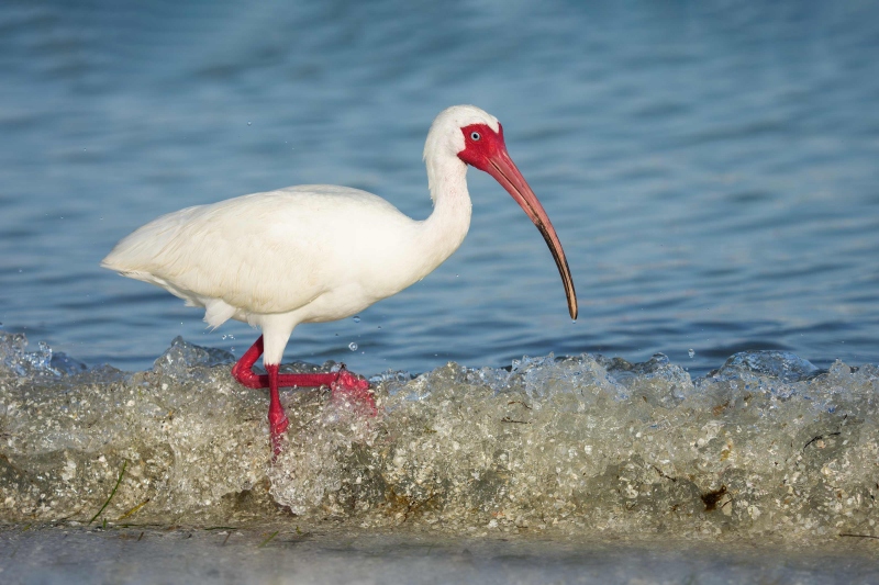 White-Ibis-3200-B-in-small-breaking-wave-_DSC9450-Fort-DeSoto-Park-FL-Enhanced-NR