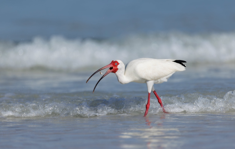 White-Ibis-3200-MISHA-foraging-in-surf-_5II4393.JPG_Fort-De-Soto_MV-Enhanced-NR