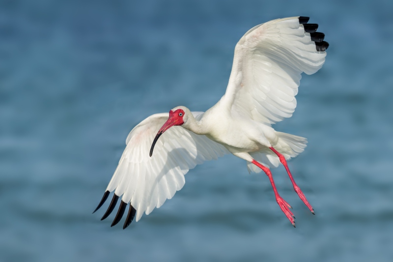 White-Ibis-3200-incoming-flight-_DSC0408-Fort-DeSoto-Park-FL-Enhanced-NR