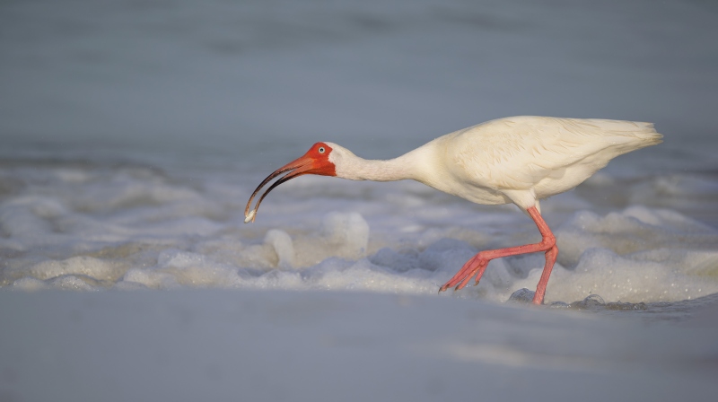 White-Ibis-3200-with-mole-crab-in-bill-Matt-Milnes-_NZ90705-Fort-DeSoto-Park-FL-Enhanced-NR