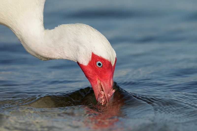 White-Ibis-feeding-3200-C-face-and-bill-closeup-_DSC9891-Fort-DeSoto-Park-FL-Enhanced-NR