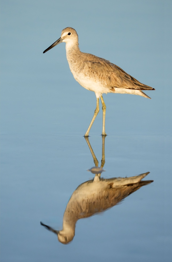 Willet-3200-and-reflection-_DSC5530-Fort-DeSoto-Park-Tierra-Verde-FL-Enhanced-NR