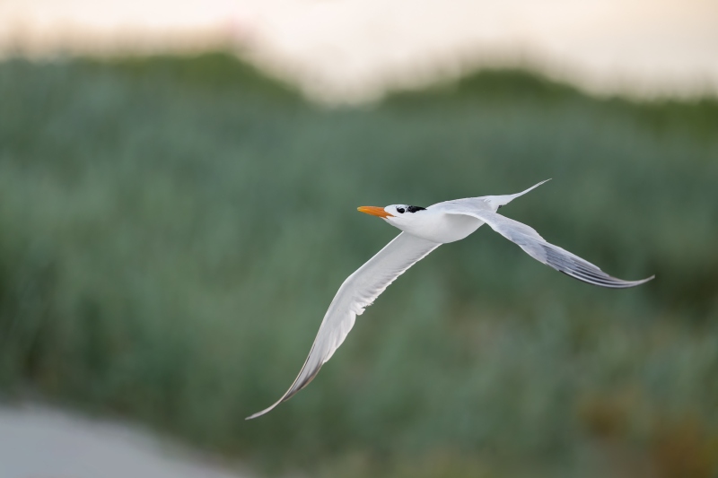 royal-Tern-3200-flight-display-posture-gently-backlit-_DSC1436-Huguenot-Memorial-Drive-Jacksonville-FL-Enhanced-NR