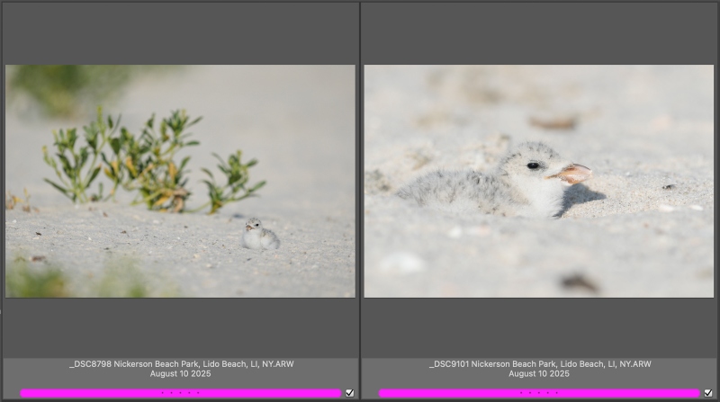 skimmer-chicks-before