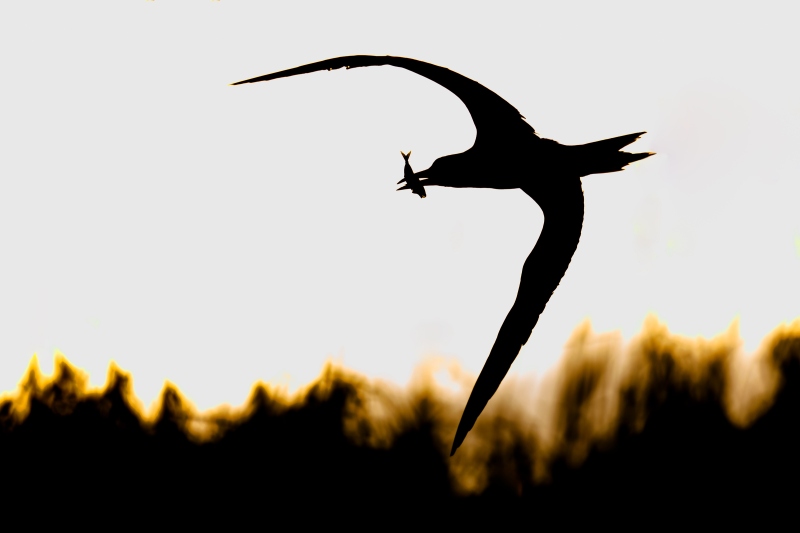 tern-a-3200-with-fish-SILH-_L8A1463-Huguenot-Memorial-Drive-Jacksonville-FLA-Enhanced-NR
