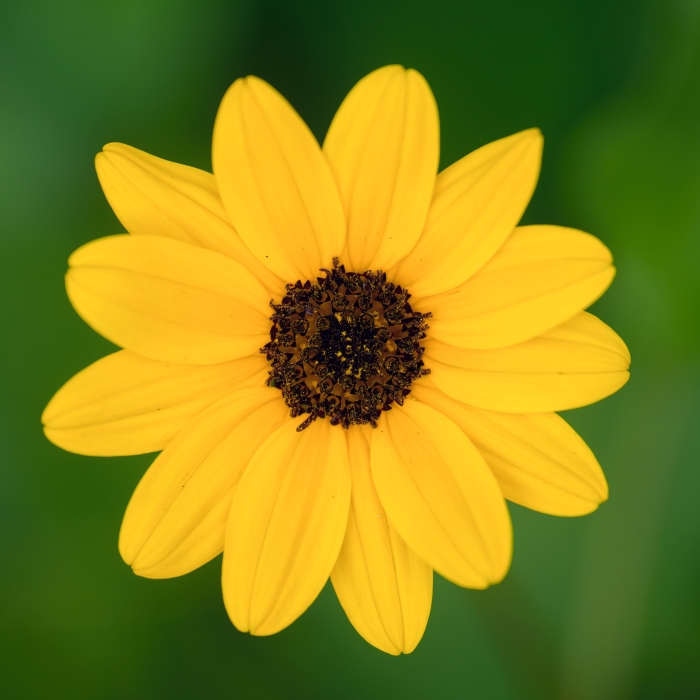 wildflower-2400-_DSC6663-Bok-Tower-Gardens-Lake-Wales-FL-Enhanced-NR