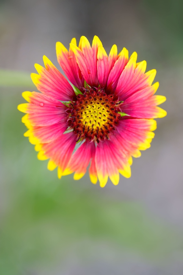 wildflower-3200-_DSC6783-Bok-Tower-Gardens-Lake-Wales-FL-Enhanced-NR