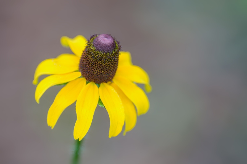 wildlflower-3200-_DSC7267-Bok-Tower-Gardens-Lake-Wales-FL-Enhanced-NR