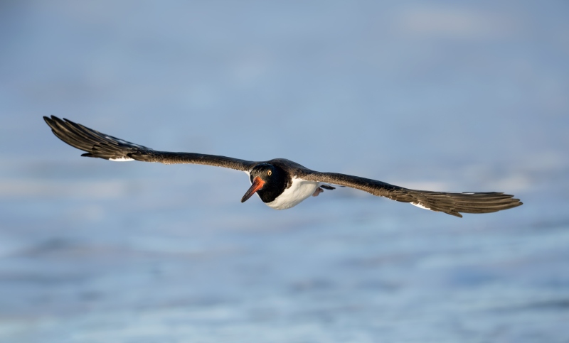 1_American-Oystercatcher-3200-juvenile-in-flat-flight-_DSC1556-Nickerson-Beach-Park-Lido-Beach-LI-NY-Enhanced-NR
