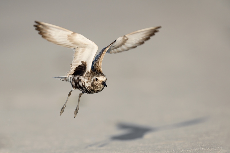 1_Black-bellied-Plover-3200-fading-motling-adult-_DSC1460-Nickerson-Beach-Park-Lido-Beach-LI-NY