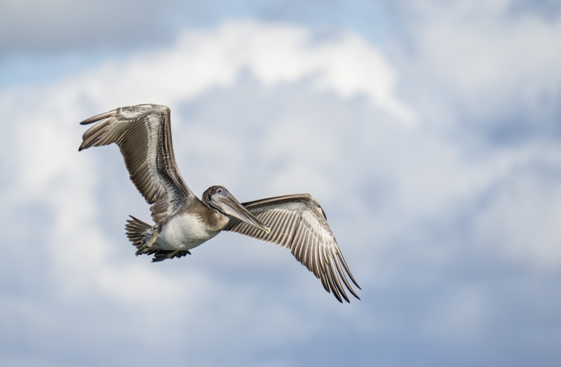 1_Brown-Pelican-3200-immature-in-flight-RED-_DSC7580-Sebastian-Inlet-FLA