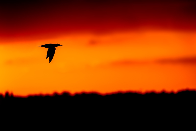1_Royal-Tern-3200-at-sunset-_DSC1778-Sebastian-Inlet-FL