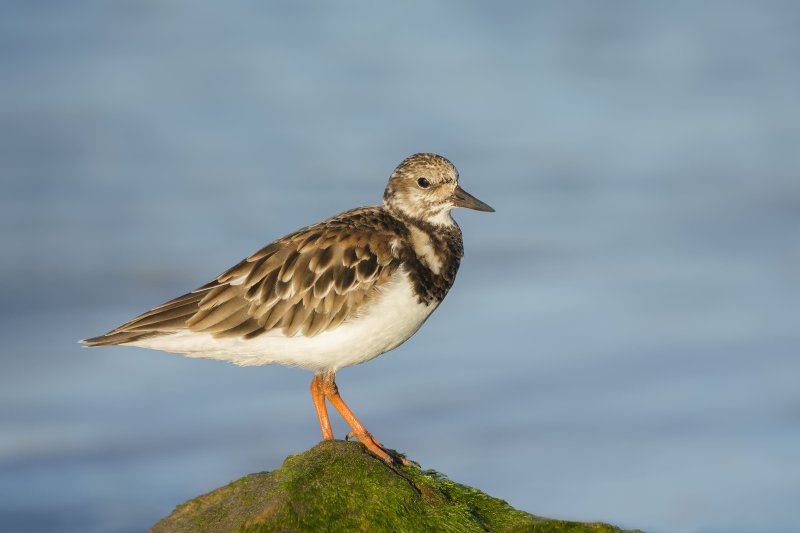1_Ruddy-Turnstone-3200-EUGEN-_DSC0507-Sebastian-Inlet-FL