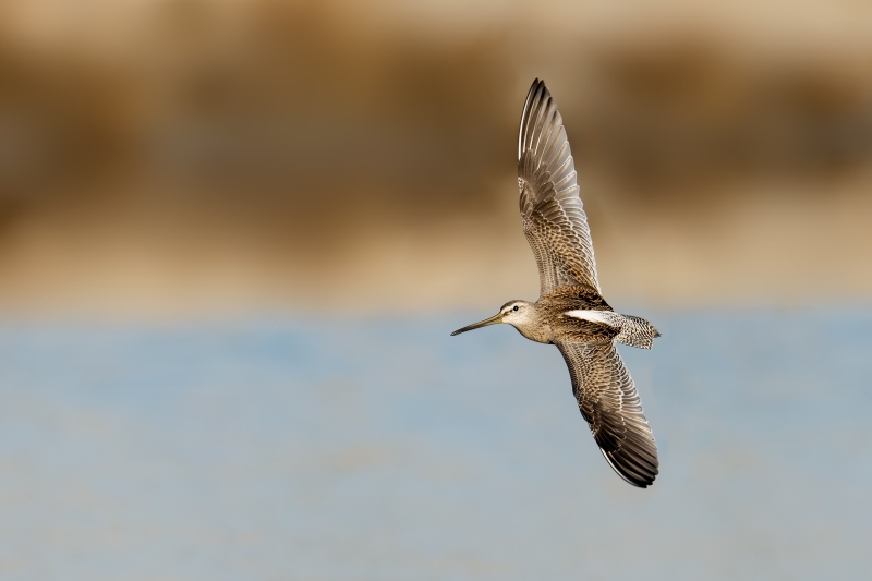 1_Short-billed-Dowitcher-3200-juvenile-in-flight-_DSC7132-Nickerson-Beach-Park-Lido-Beach-LI-NY-Enhanced-NR