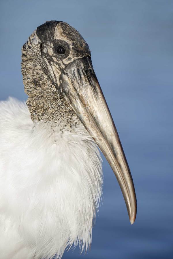 1_Wood-Stork-3200-adult-head-portrait-_DSC0479-Sebastian-Inlet-FL