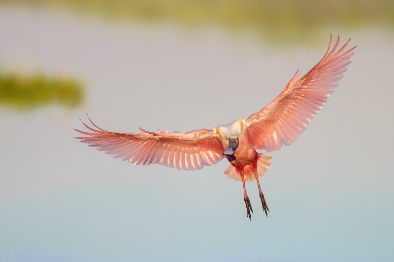 3200-Roseate-Spoonbill-incoming-sweet-light-_DSC3947-Stick-Marsh-Fellsmere-FL-Enhanced-NR