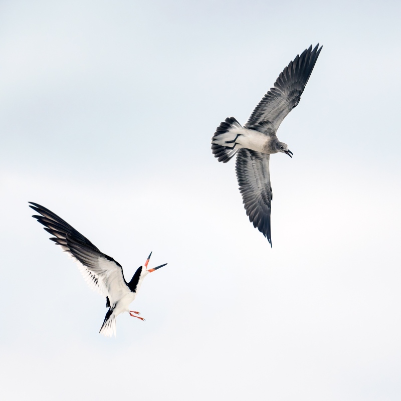 Adult-Black-Skimmer-3200-chasing-juvenile-Laughing-Gull-_DSC1170-Nickerson-Beach-Park-Lido-Beach-LI-NY-Enhanced-NR