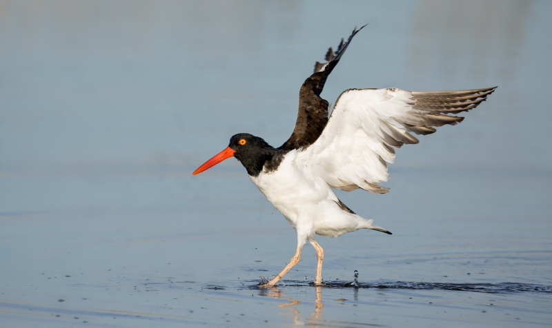 American-Oystercatcher-3200-flapping-after-bath-_DSC5198-Long-Beach-LI-NY-Enhanced-NR