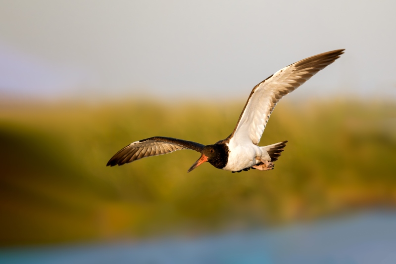 American-Oystercatcher-3200-juvenile-in-flight-_DSC0479-Long-Beach-LI-NY-Enhanced-NR