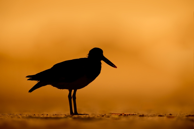 American-Oystercatcher-STEVE-SHORE-red-light-district-Steve-Shore-_A1ii_D5-01740_2025-Nickerson-Beach-NY-Enhanced-NR