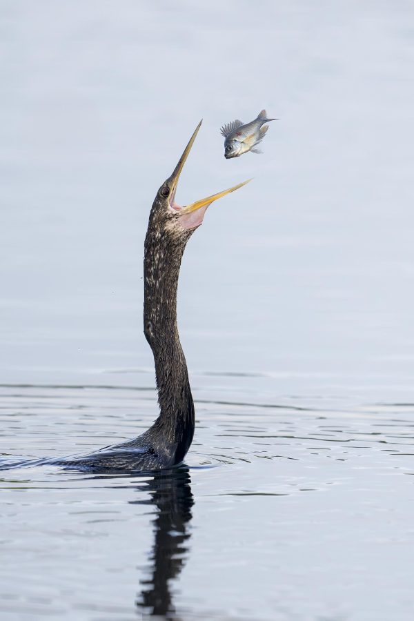 Anhinga-3200-tossing-fish-_DSC1425-Green-Cay-Wetlands-Boynton-Beach-FL