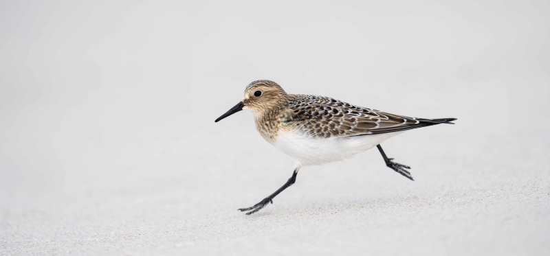 Bairds-Sandpiper-3200-fresh-juvenal-plumage-running-_DSC8163-Nickerson-Beach-Park-Lido-Beach-LI-NY-Enhanced-NR