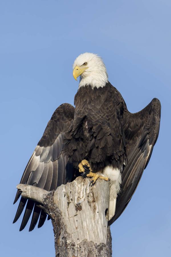 Bald-Eagle-3200-funky-wing-stretching-_DSC8605-Indian-Lake-Estates-FL