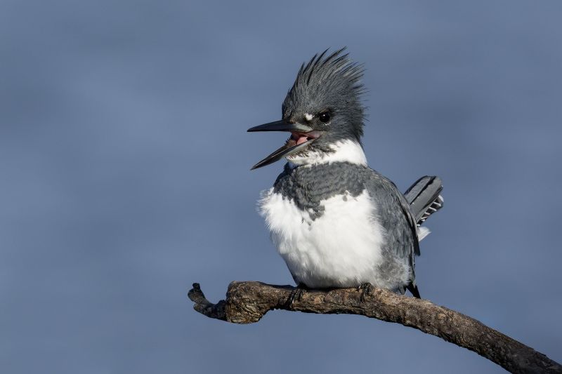 Belted-Kingfisher-3200-SUPER-RES-male-calling-_DSC4299-Sebastian-Inlet-FL
