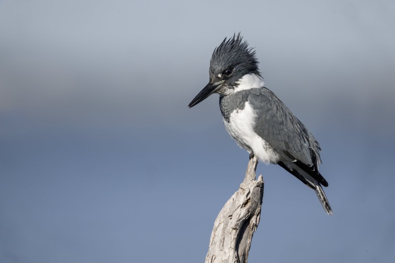 Belted-Kingfisher-3200-male-on-perch-_DSC0190-Sebastian-Inlet-FL