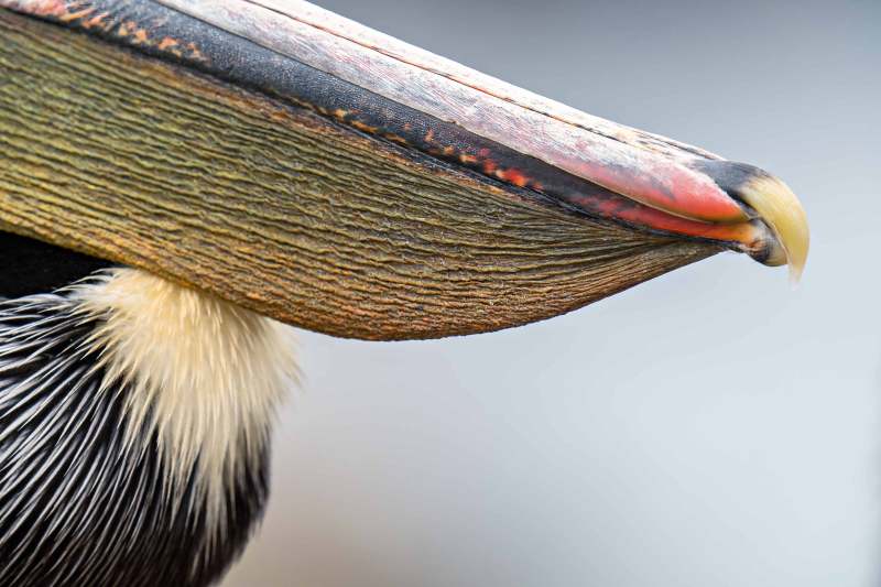Bill-tip-and-pouch-detail-3200-Brown-Pelican-Pacific-race-_A1G9351-La-Jolla-CA