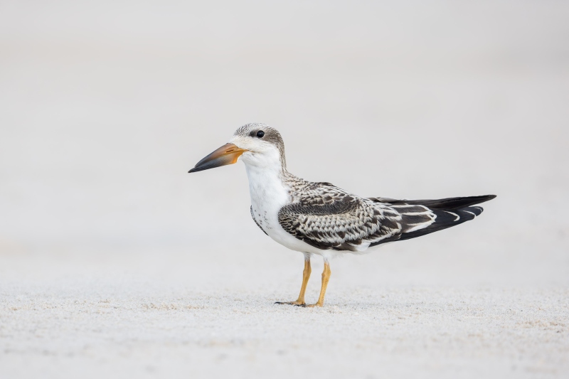 Black-SKimmer-3200-in-fresh-juvenal-plumage-_DSC6741-Long-Beach-LI-NY-Enhanced-NR