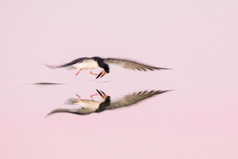 Black-SKimmer-3200-pre-dawn-skimming-blur-_DSC2811-Long-Beach-LI-NY-Enhanced-NR