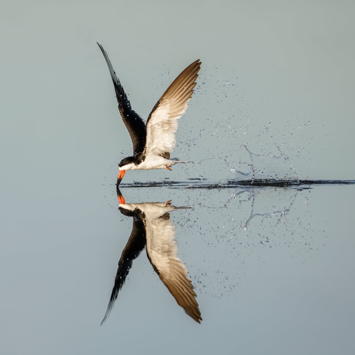 Black-Skimmer-2400-and-splash-_DSC4019-Long-Beach-LI-NY-Enhanced-NR
