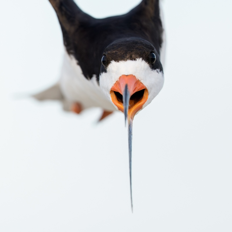 Black-Skimmer-2583-screaming-in-flight-head-shot-_DSC5043-Nickerson-Beach-Park-Lido-Beach-LI-NY-Enhanced-NR