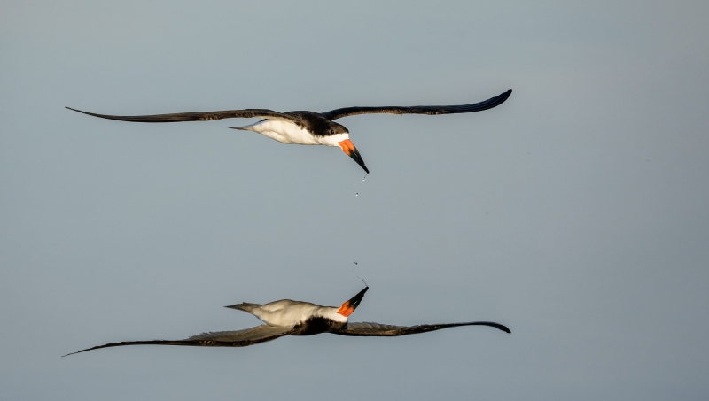 Black-Skimmer-3200-and-reflection-_DSC4515-Long-Beach-LI-NY-Enhanced-NR