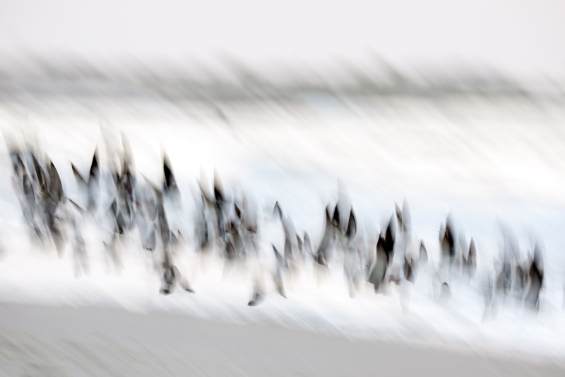 Black-Skimmer-3200-blastoff-blur-_DSC5375-Long-Beach-LI-NY-Enhanced-NR
