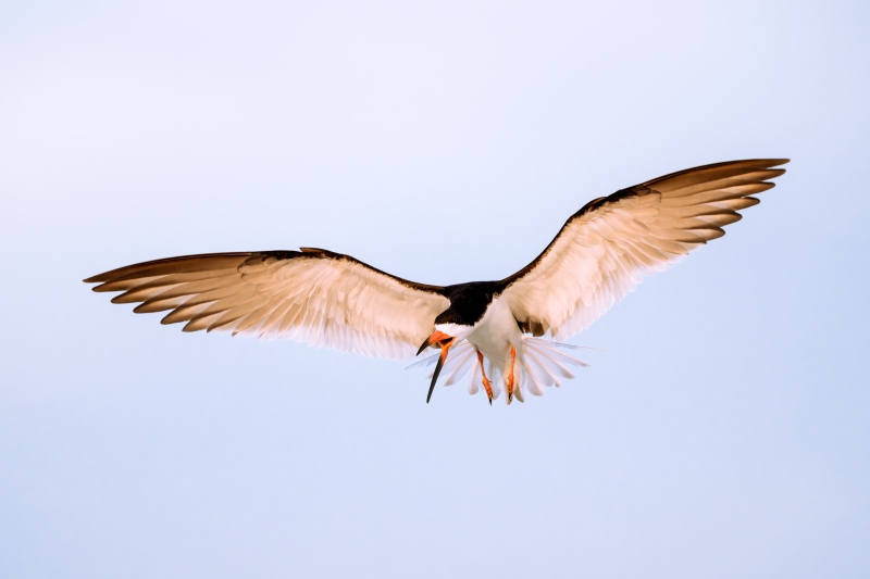 Black-Skimmer-3200-braking-during-midair-squabble-_DSC8089-Nickerson-Beach-Park-Lido-Beach-LI-NY-Enhanced-NR