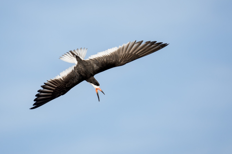 Black-Skimmer-3200-calling-in-diving-flight-_DSC3534-Nickerson-Beach-Park-Lido-Beach-LI-NY-Enhanced-NR