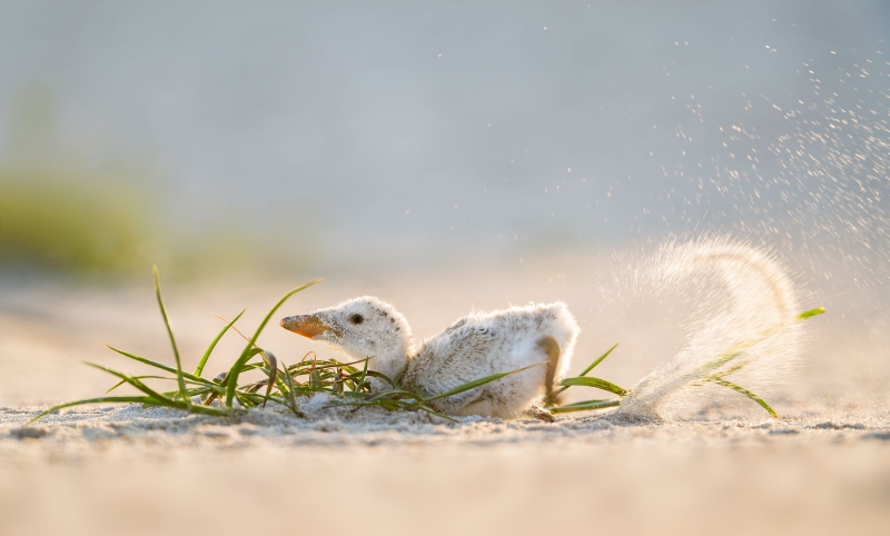 Black-Skimmer-3200-chick-digging-scrape-backlit-Steve-SHore_A1ii_D4-02085_2025-Nickerson-Beach-NY-Enhanced-NR