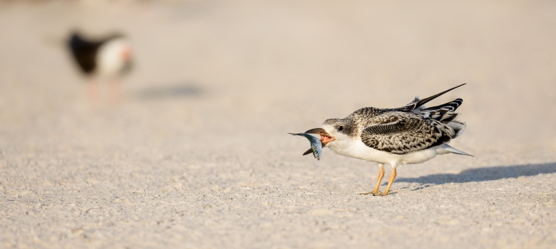 Black-Skimmer-3200-chick-with-snapper-baby-Bluefish-_DSC2872-Long-Beach-LI-NY-Enhanced-NR