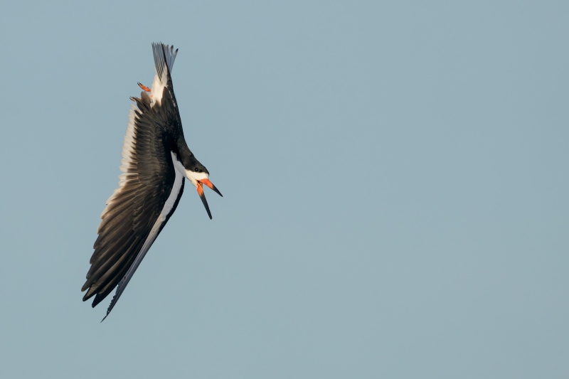 Black-Skimmer-3200-crazy-bird-screaming-dive-_DSC4451-Long-Beach-LI-NY-Enhanced-NR