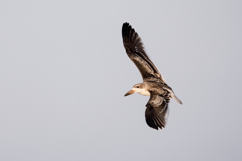 Black-Skimmer-3200-fledged-and-flying-juvenile-_DSC0521-Long-Beach-LI-NY-Enhanced-NR