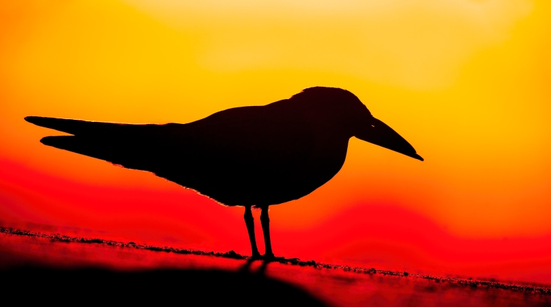 Black-Skimmer-3200-in-Red-Light-District-_DSC0820-Nickerson-Beach-Park-Lido-Beach-LI-NY-Enhanced-NR